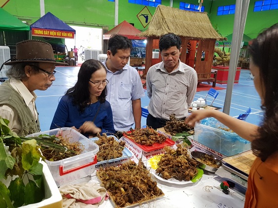 Quảng Nam: Lại thu 125 cây vàng từ 1 phiên chợ sâm Ngọc Linh