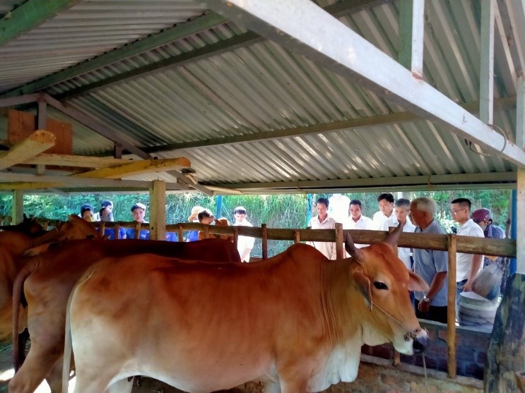 Thành công từ mô hình chăn nuôi bò thâm canh trên địa bàn xã Tiên Sơn